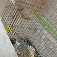 عروس هلندی|پرنده|ماهدشت, |دیوار