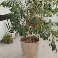 گل بنجامین ..