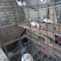 ۸عددطوق زرد