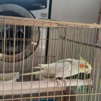 عروس هلندی جوان|پرنده|ری, ظهیرآباد|دیوار