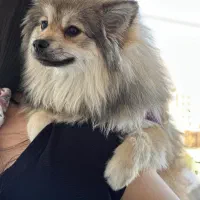 سگ پامرانین