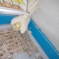 عروس هلندی  ماده