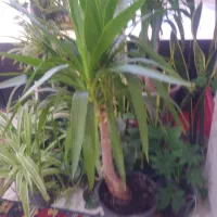 شوش گلهای اپارتمانی