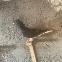 ۹تا کفتر رنگه شهرستانی