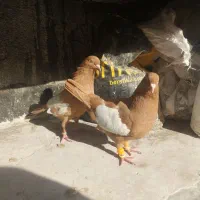 کبوتریکت سفید