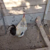 فروش تعدادی مرغ و خروس|حیوانات مزرعه|شهریار, شهریار|دیوار