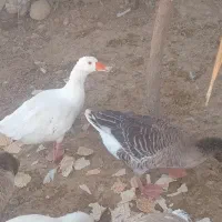 غاز|حیوانات مزرعه|فین, |دیوار