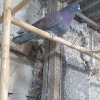 کفتر|پرنده|کاشان, کارگر|دیوار