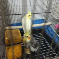 سلام دوعدد پرنده