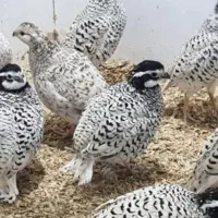 دو جوجه خروس