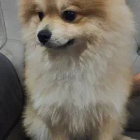 واگذاری سگ پامرانین