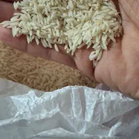 برنج هاشمی سورتینگ شده قیمت ۳۰۰ تومن|خوردنی و آشامیدنی|بندر انزلی, چهارفریضه|دیوار