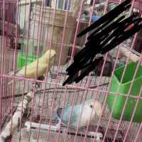 کوتوله|پرنده|قم, نیروگاه|دیوار