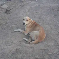 سگ یکو نیم سال