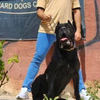 مجموعه guard dogs club توله های در عکس موجود هستن|سگ|ماهدشت, |دیوار