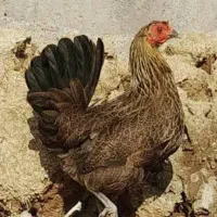 انواع مرغ و خروس لری