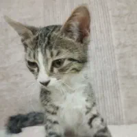 گربه