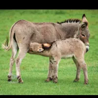 روغن الاغ.خالص وبهداشتی.|خوردنی و آشامیدنی|قزوین, |دیوار