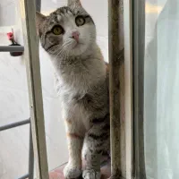 واگذاری گربه با بچه‌هاش