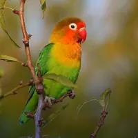 یک عدد کوتوله برزیلی گمشده عکس مربوط به خودش نیست