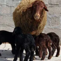 نیازمند به سرمایه گذار