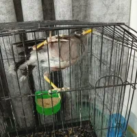 فروش پرنده