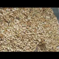 تخم کتان