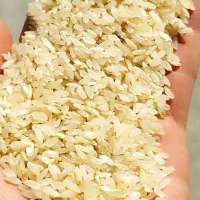 برنج کامفیروزی نو|خوردنی و آشامیدنی|مرودشت, بهارستان|دیوار