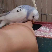 فروش مرغ عشق بالغ سفید کمر آبی دستی|پرنده|زرقان, |دیوار