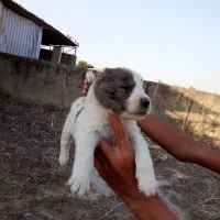 جهت واگذاری سگ البای