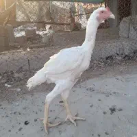 خروس و بوقلمون|حیوانات مزرعه|تخت, |دیوار