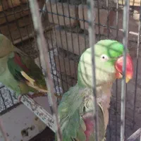 یک جفت طوطی شاه طوطی