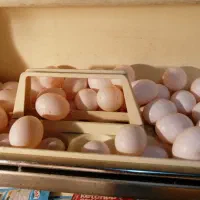 سلام ذل کبوتر.. کود و تخم کبوتر