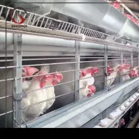 مرغ تخمگذار وزن دو کیلو حراج حراج