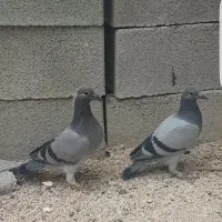 یه جفت جوجه پلاکی و عروس دستی