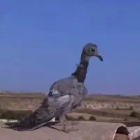 نر طوقی نمونه