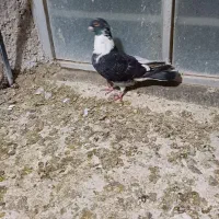 پرندهادرجه۱