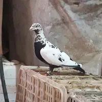 کفتر سینه مشهدی ماده سار