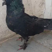 زاغ عتیقه کله تا سینش همش خال زده غریب