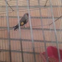 سهره نر کرمانی|پرنده|اصفهان, شهرک مهدیه|دیوار