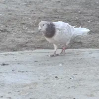 دو جفت کبوتر