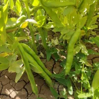 باقله شاخ بزی