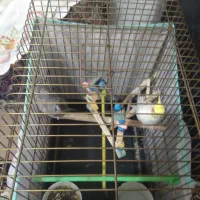 یه جفت عروس هلندی سخنگو به