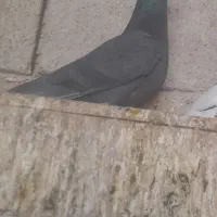 کبوتر  در کفتر   سیاه پلاکی نر