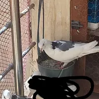 کفتر
