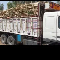 برشکاری وهرسکاری درخت|خدمات باغبانی و درختکاری|اهواز, کمپلو جنوبی|دیوار