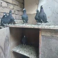 کبوتر پلنگ ماده|پرنده|کرمان, |دیوار