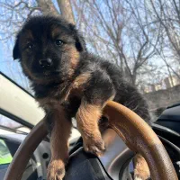 سگ اصل دو ماهه|سگ|تهران, تهرانپارس شرقی|دیوار