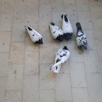 کبوتر نقش سینه دم سیاه