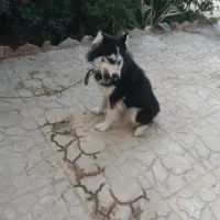 هاسکی ماده چشم یخی زیبا|سگ|مرزنآباد, |دیوار